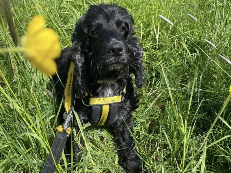 Cocker Spaniel Dogs And Puppies For Adoption