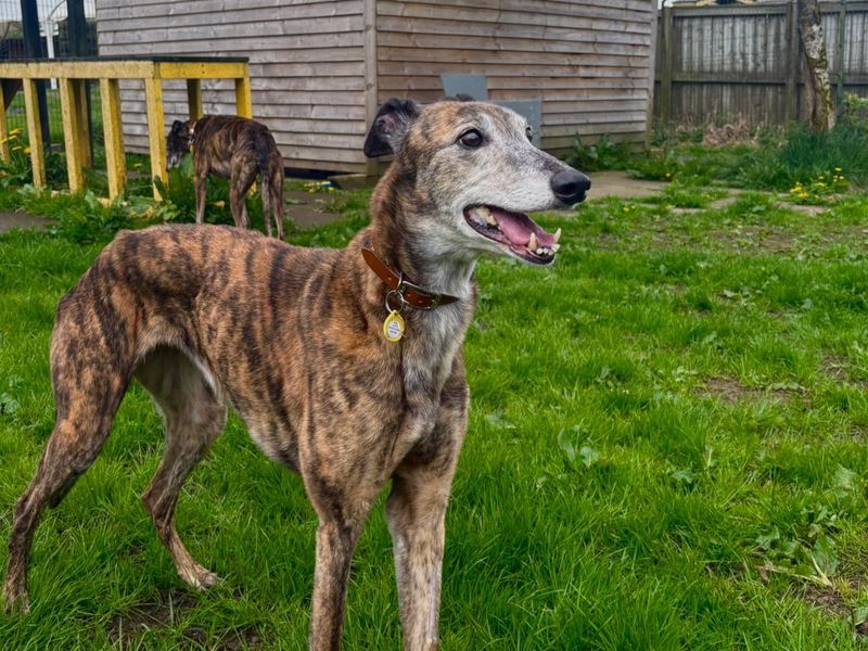 undefined | Greyhound | undefined - 6
