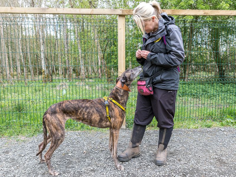 undefined | Greyhound | undefined - 7
