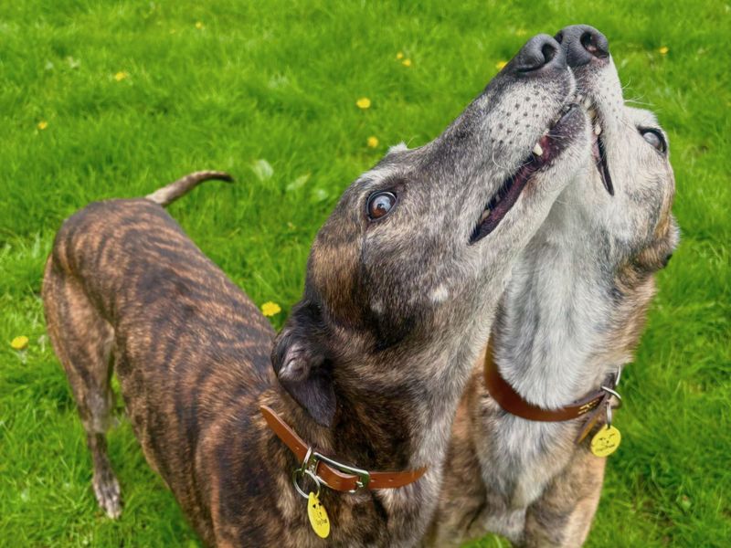 Greyhound Dogs And Puppies For Adoption