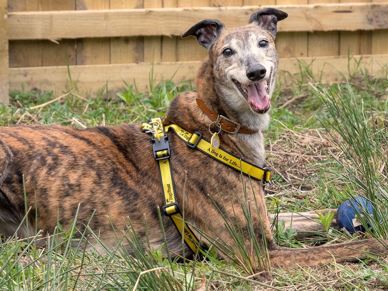 undefined | Greyhound | undefined - 2