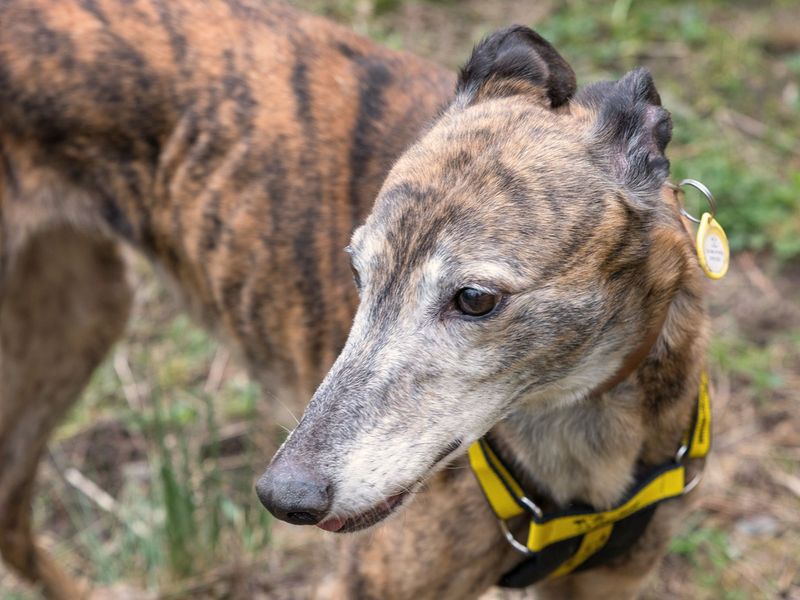 undefined | Greyhound | undefined - 5