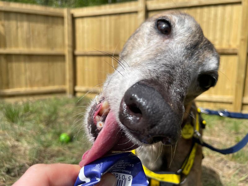 Linguine Longlegs | Greyhound | West Calder (Edinburgh) - 4