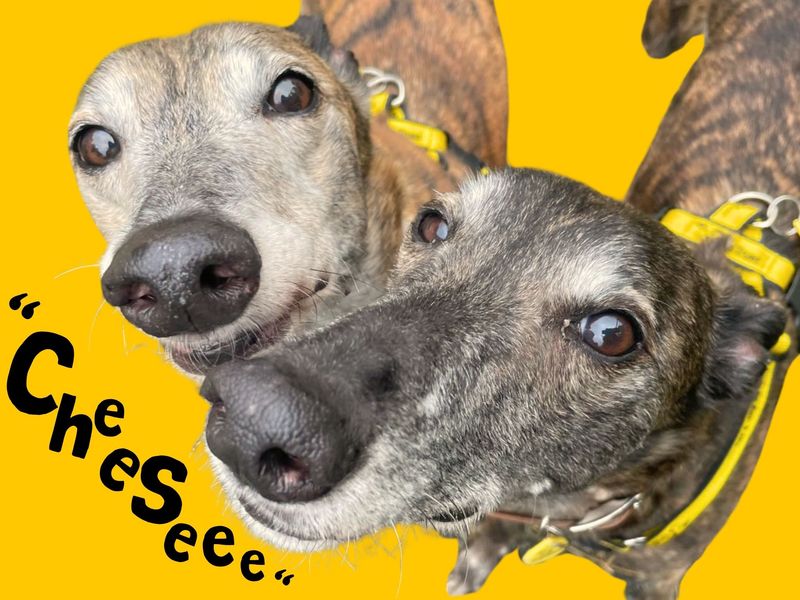 Linguine Longlegs | Greyhound | West Calder (Edinburgh) - 6