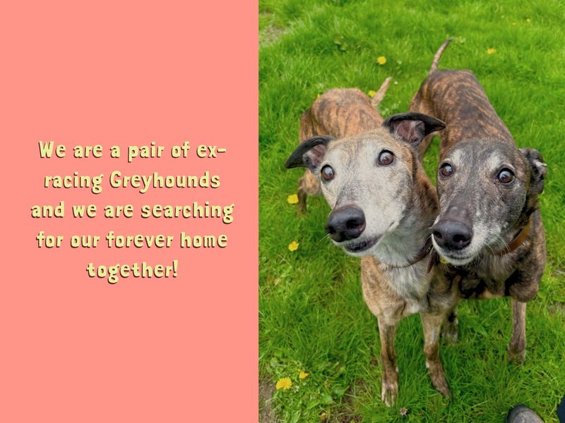 Linguine Longlegs | Greyhound | West Calder (Edinburgh) - 7