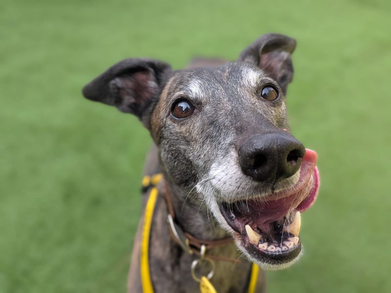 Lasagne Longlegs | Greyhound | West Calder (Edinburgh) - 2