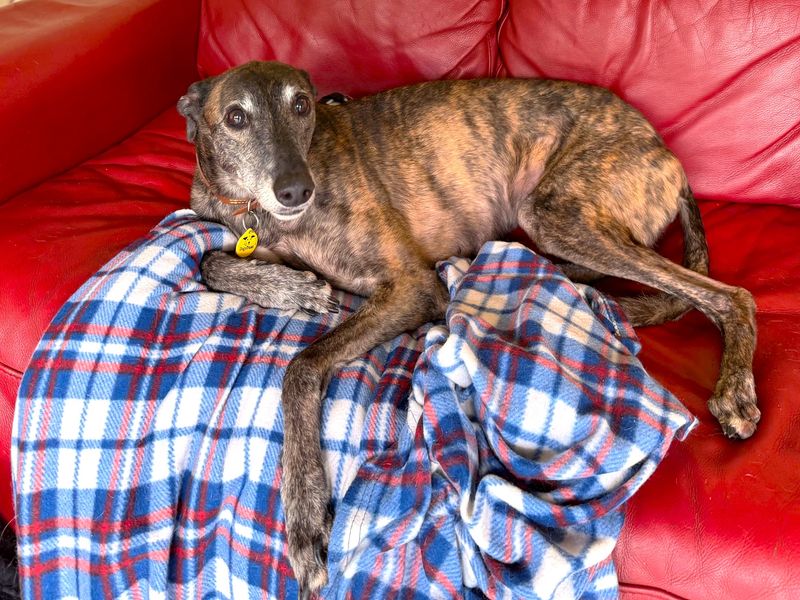 Lasagne Longlegs | Greyhound | West Calder (Edinburgh) - 6