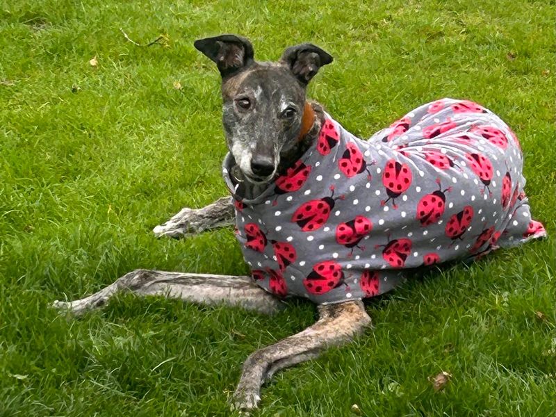 Lasagne Longlegs | Greyhound | West Calder (Edinburgh) - 1