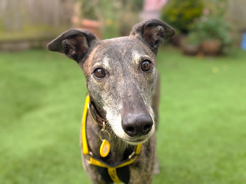 Lasagne Longlegs | Greyhound | West Calder (Edinburgh) - 7