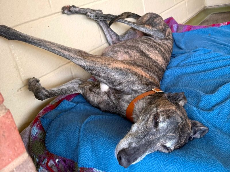 Lasagne Longlegs | Greyhound | West Calder (Edinburgh) - 9