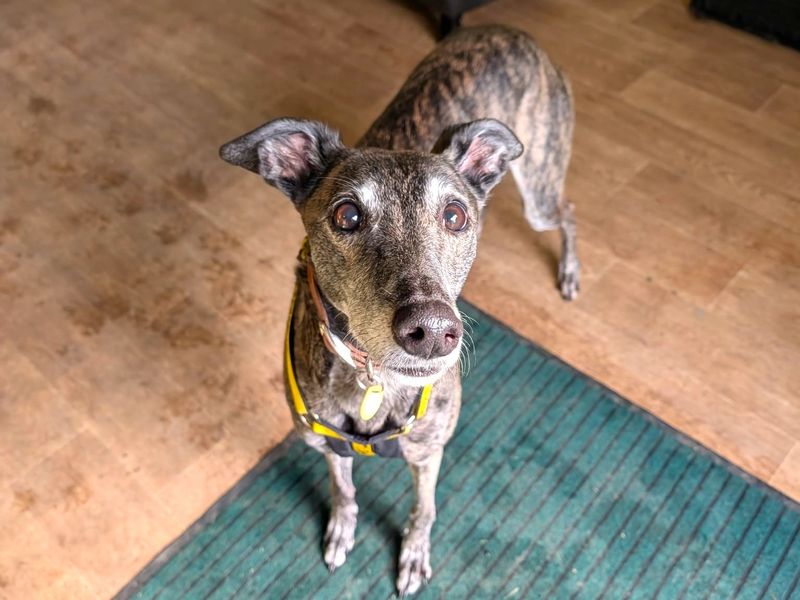 Lasagne Longlegs | Greyhound | West Calder (Edinburgh) - 8