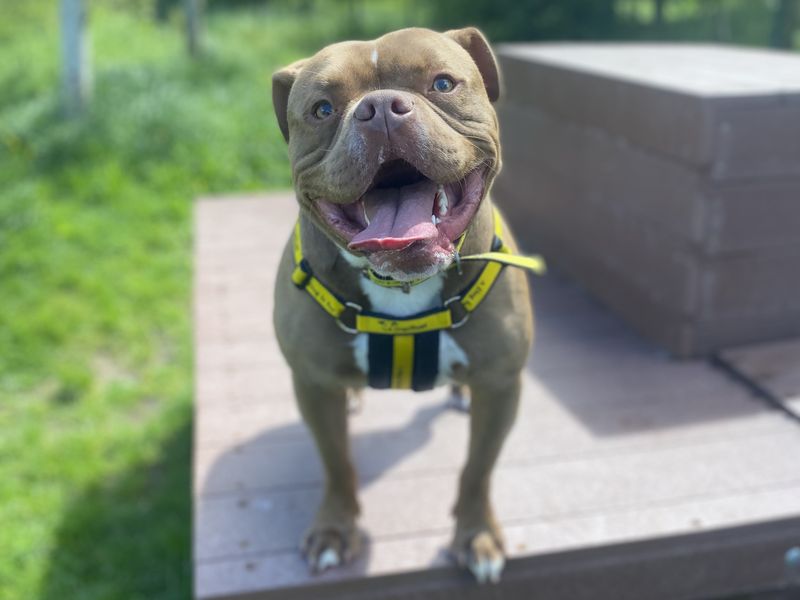Bronco | American Bulldog | Shrewsbury (Shropshire) - 1