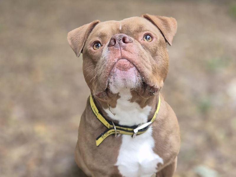 Bronco | American Bulldog | Shrewsbury (Shropshire) - 3