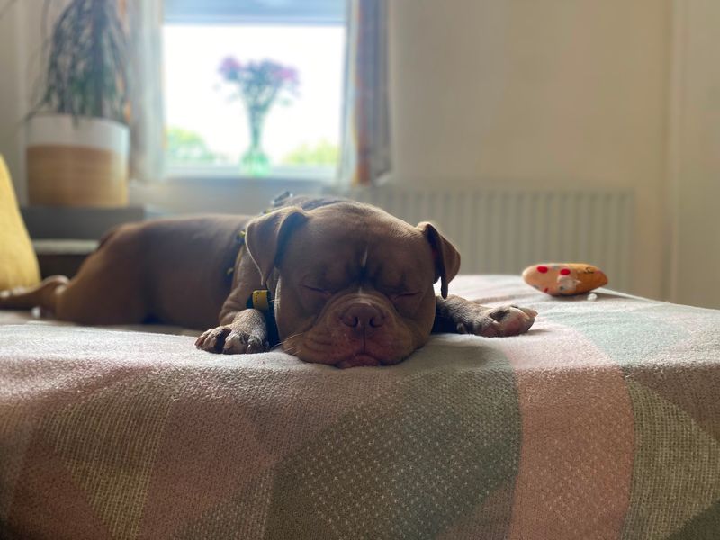 Bronco | American Bulldog | Shrewsbury (Shropshire) - 5