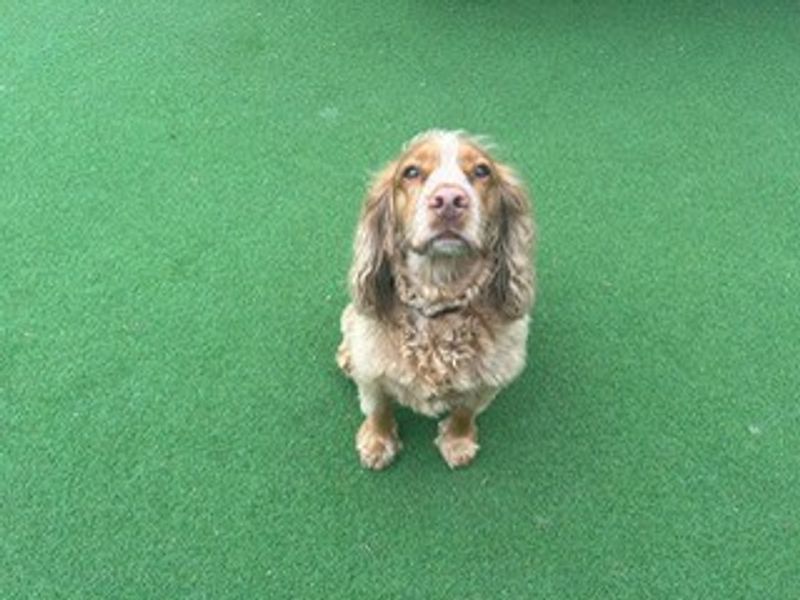 Millie - Image 4 of 5