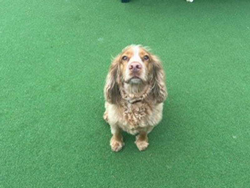 Cocker Spaniel Dogs And Puppies For Adoption