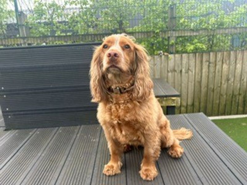 Millie - Image 2 of 5