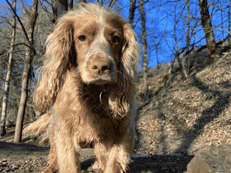 Millie - Image 5 of 5