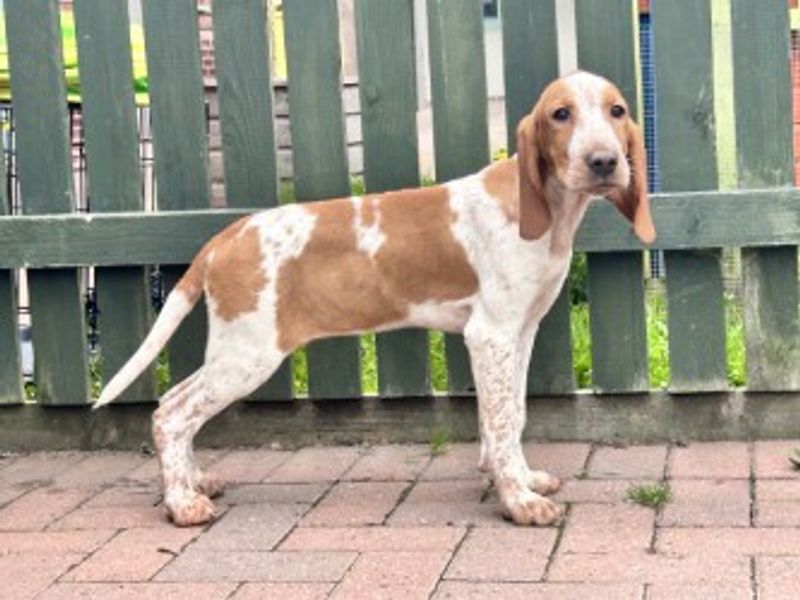 Gnocchi | Pointer Cross | Loughborough - 1