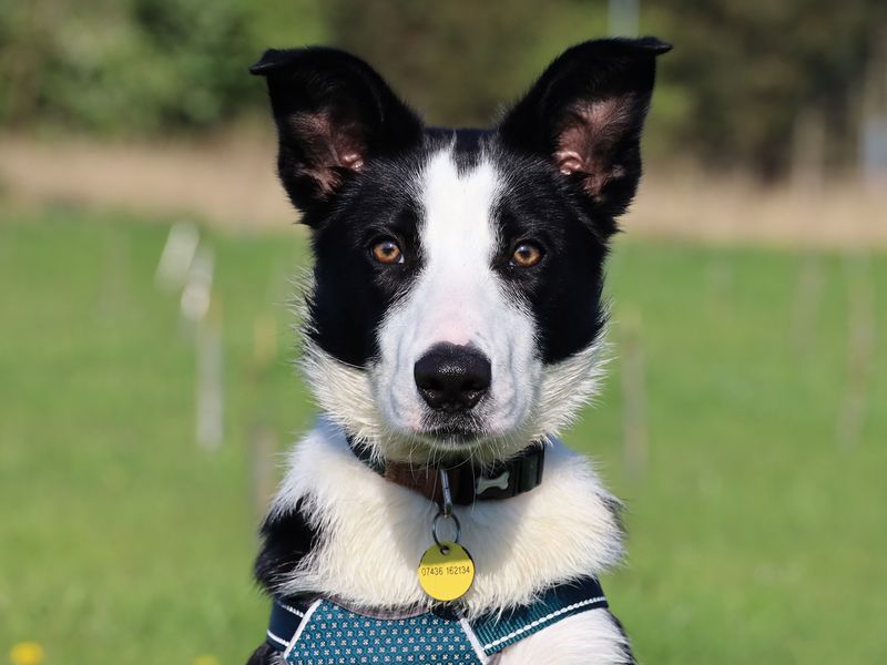 Bodhi | Collie (Border) | Leeds - 1