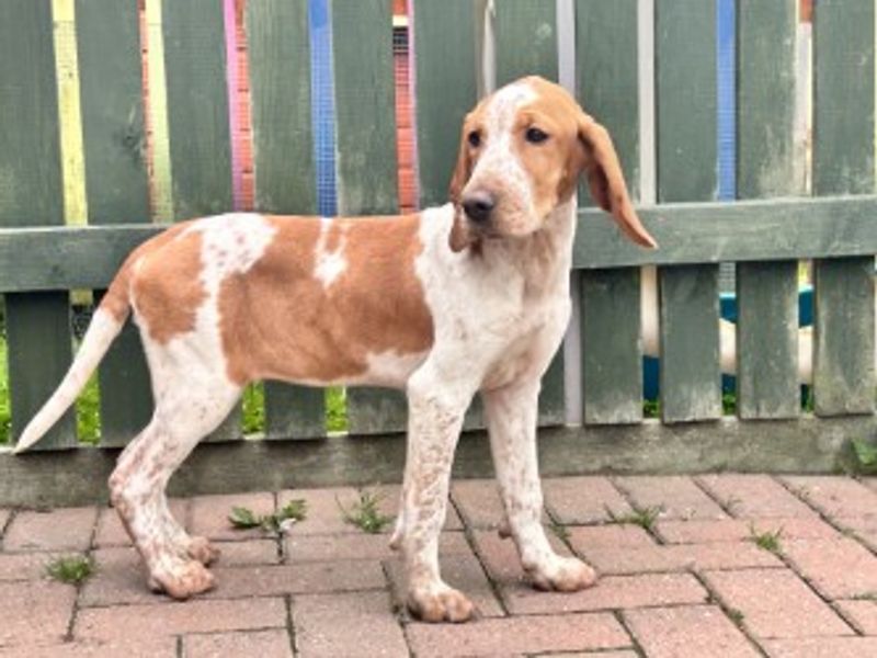 Mash | Pointer Cross | Loughborough - 1