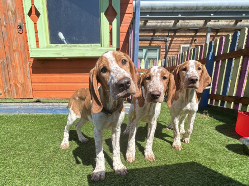 Roastie | Pointer Cross | Loughborough - 1