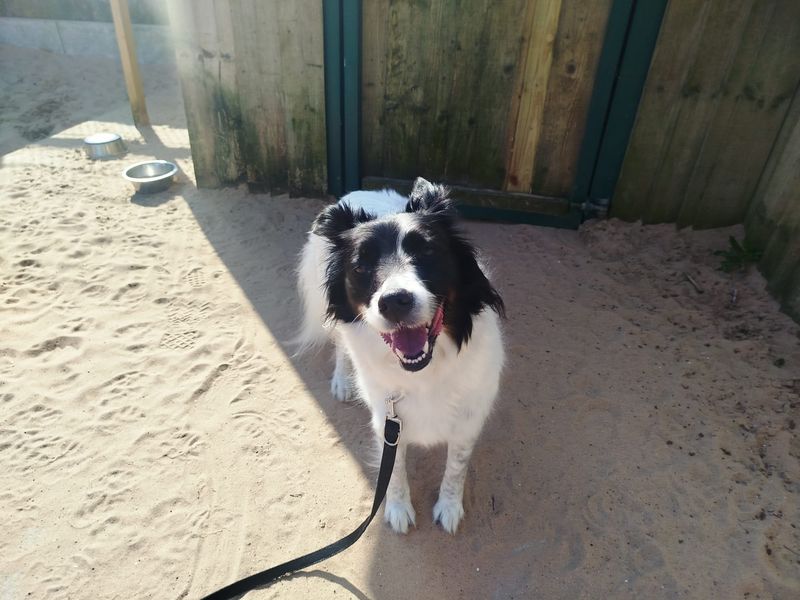 Dottie | Collie (Welsh) | Cardiff - 1