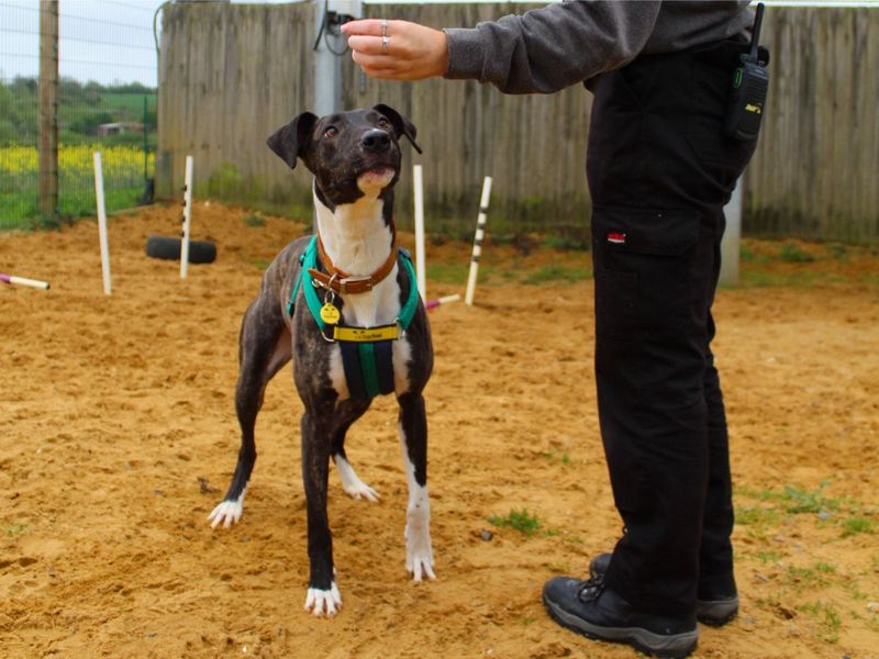 Cindy - Image 2 of 4