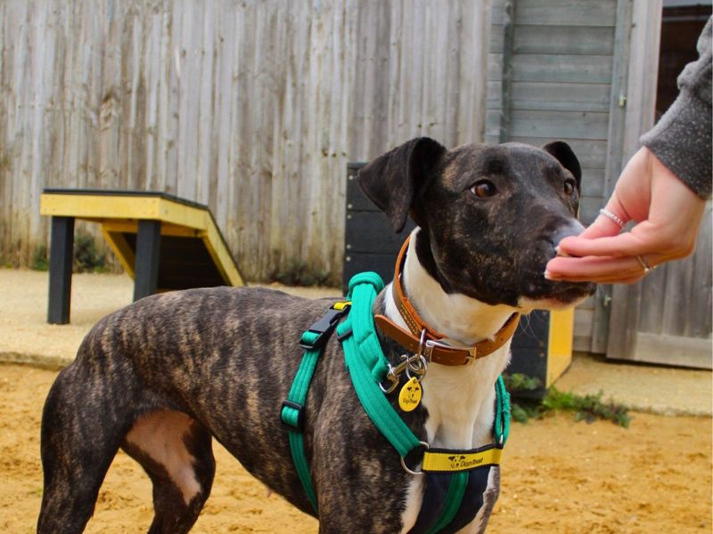 Cindy - Image 4 of 4