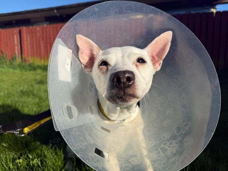 Snowy - Image 2 of 2