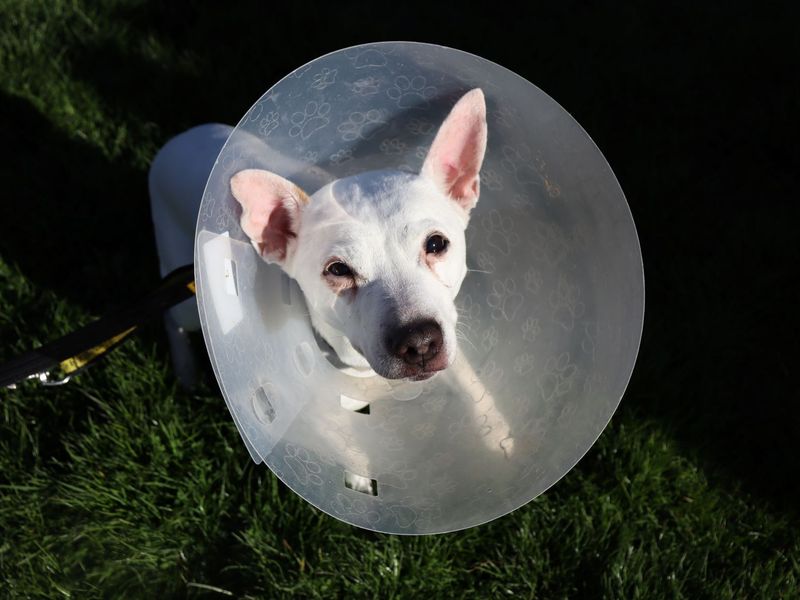 Chihuahua Dogs And Puppies For Adoption