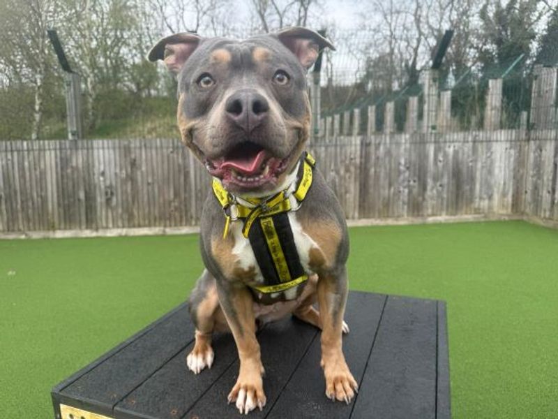 undefined | Terrier (Staffordshire Bull) Cross | undefined - 6