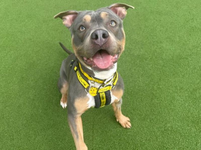 undefined | Terrier (Staffordshire Bull) Cross | undefined - 4