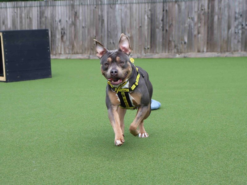 undefined | Terrier (Staffordshire Bull) Cross | undefined - 3