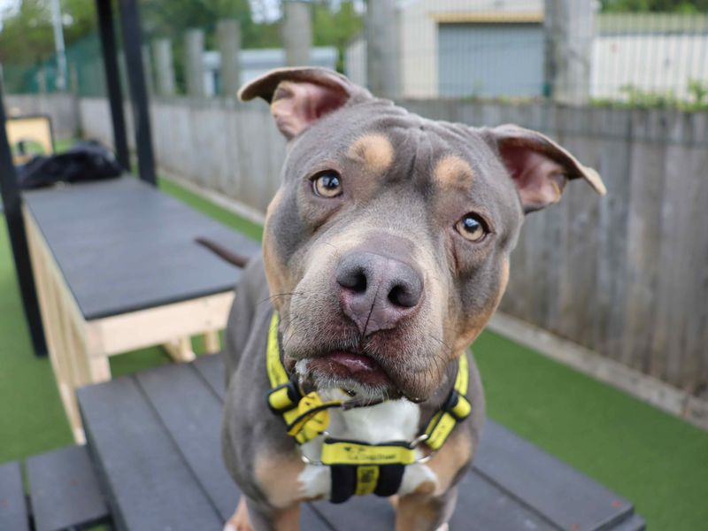undefined | Terrier (Staffordshire Bull) Cross | undefined - 5