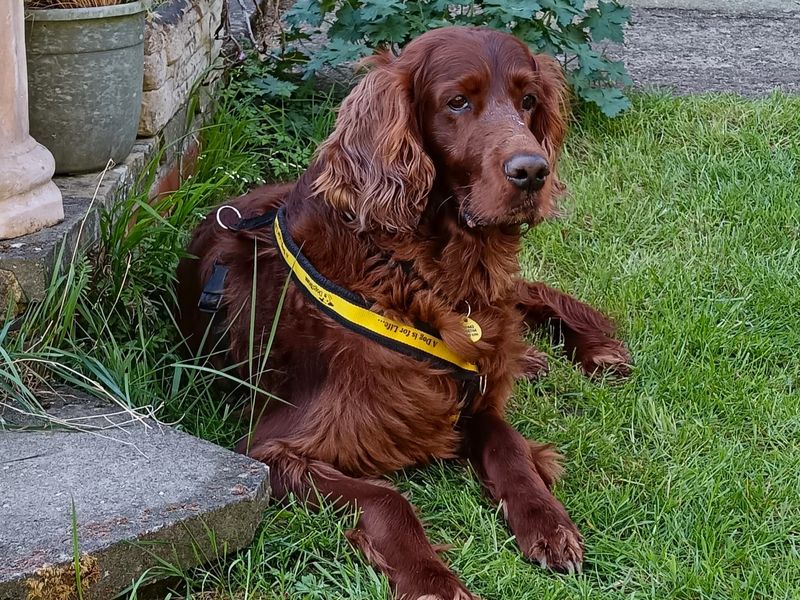 Murphy | Irish Red and White Setter | Harefield West London - 1