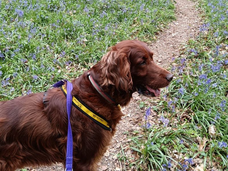 undefined | Irish Red and White Setter | undefined - 2