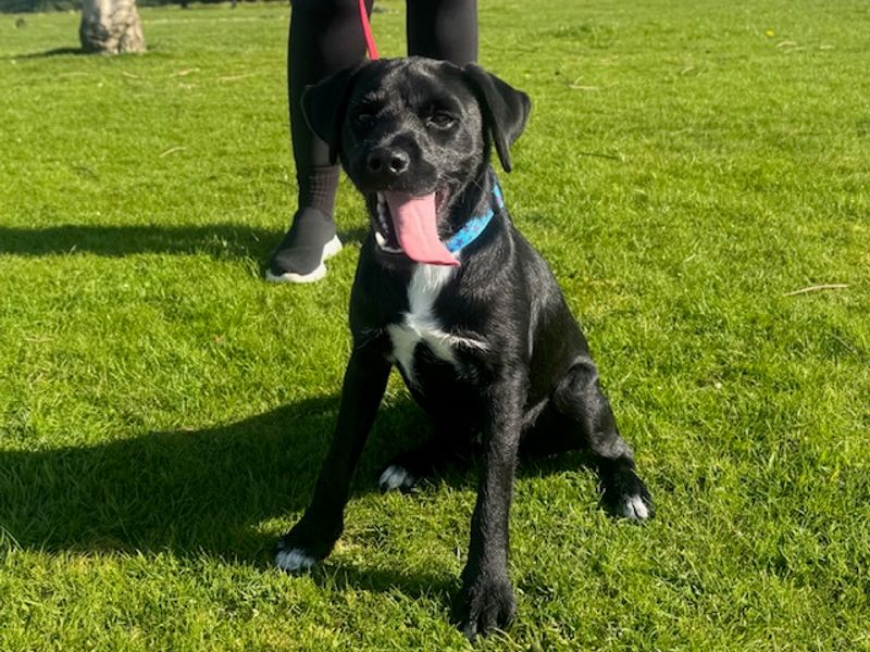 Zak | Terrier (Patterdale) Cross | Leeds - 1