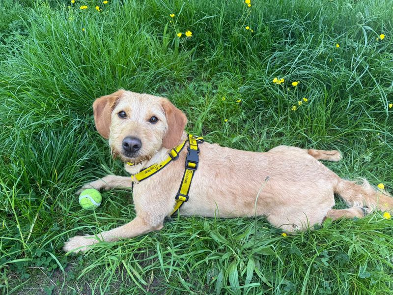 undefined | Retriever (Labrador) Cross | undefined - 2