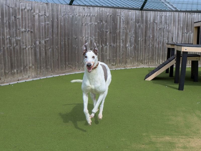 undefined | Greyhound | undefined - 8