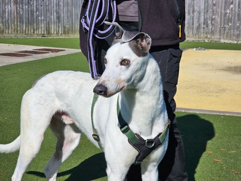 undefined | Greyhound | undefined - 7