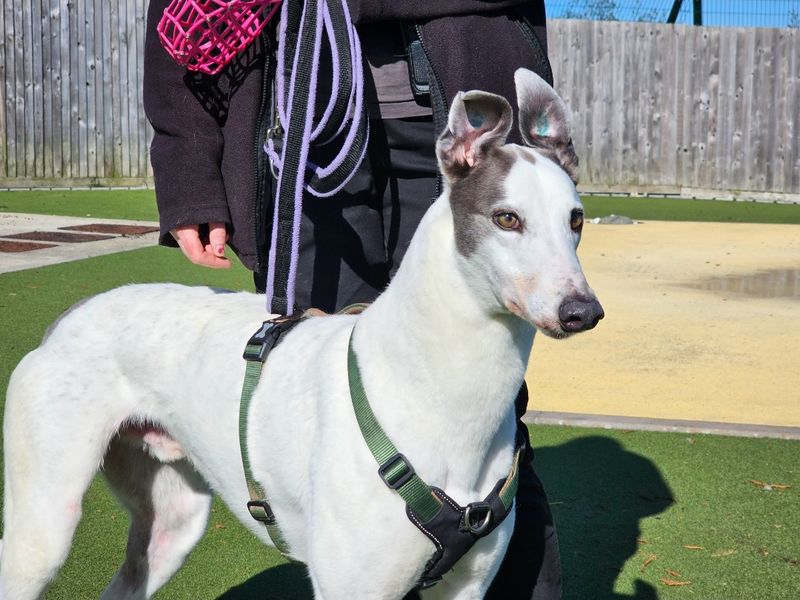undefined | Greyhound | undefined - 5