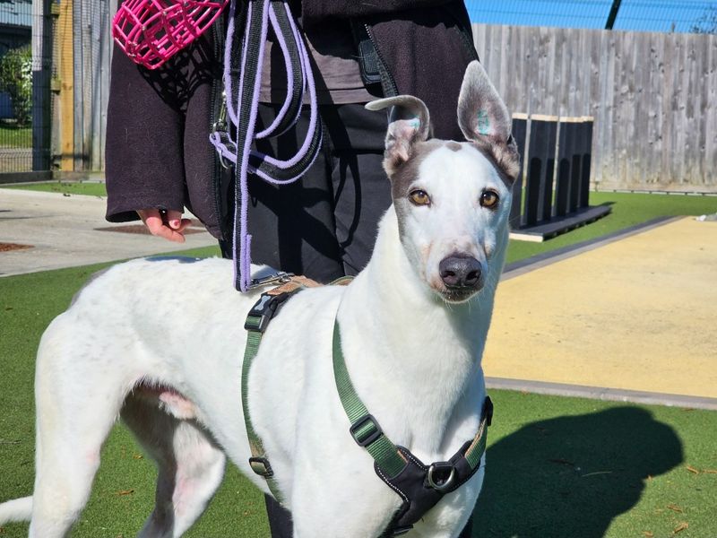 undefined | Greyhound | undefined - 2