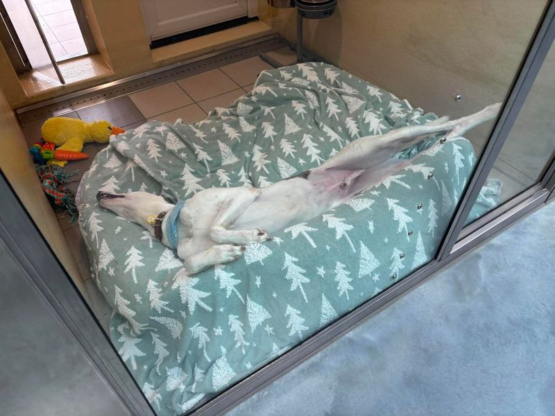 undefined | Greyhound | undefined - 1
