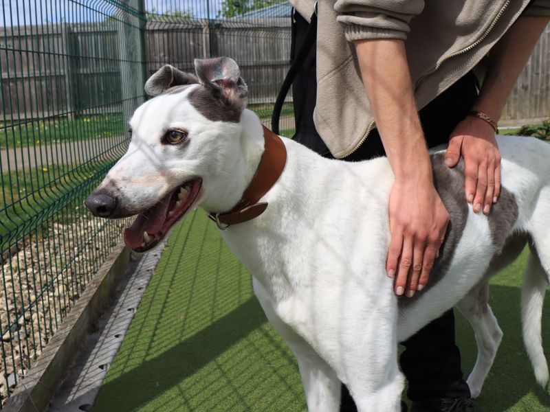 undefined | Greyhound | undefined - 3