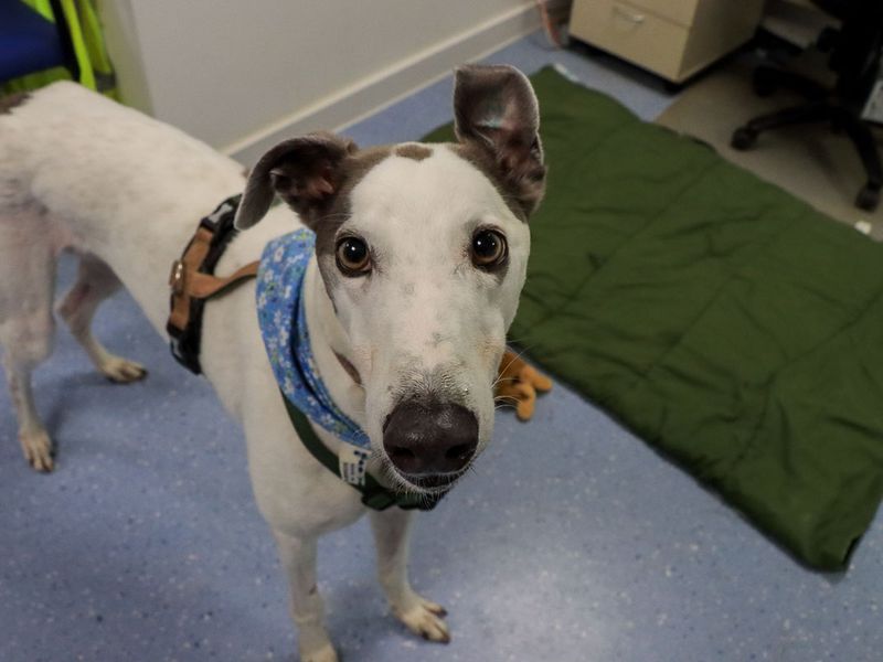undefined | Greyhound | undefined - 4