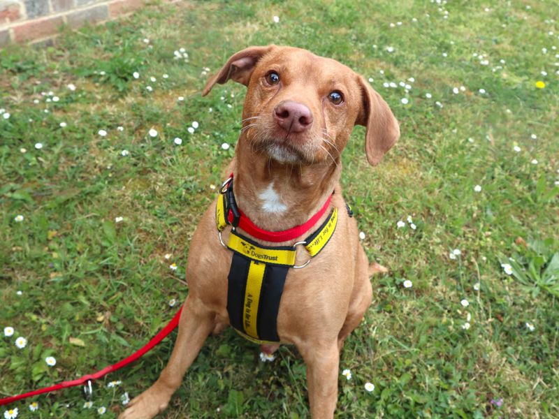 Staffordshire Bull Terrier Dogs And Puppies For Adoption