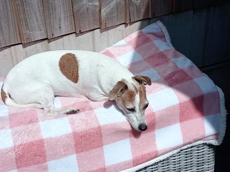 Maisie - Image 2 of 2