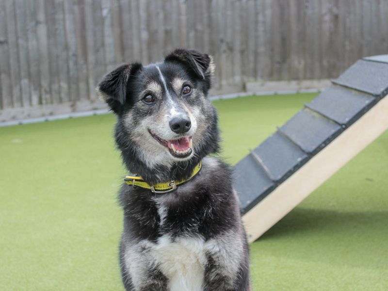 Lottie - Image 6 of 6