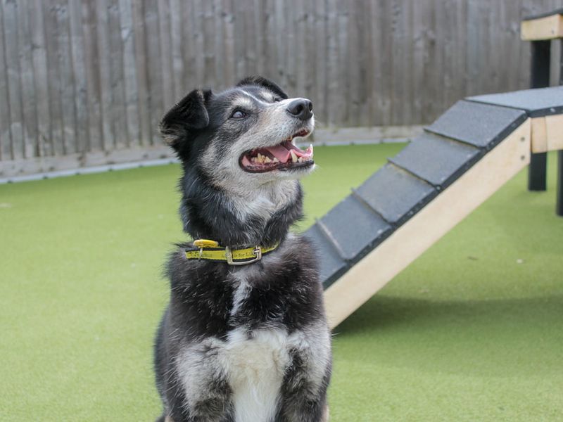 undefined | Collie (Border) Cross | undefined - 5